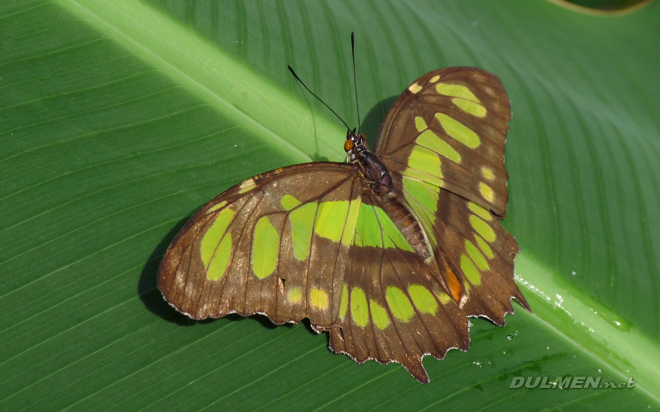 Malachite (Siproeta stelenes)